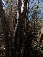 Calycophyllum candidissimum