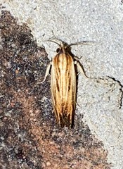 Eucosma radiatana