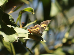 Pseudalmenus chlorinda