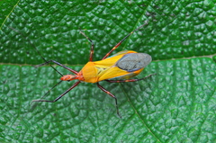Zelus laticornis