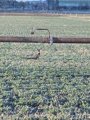 Phasianus colchicus torquatus