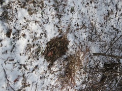 Hydropotes inermis argyropus