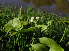 Sagittaria montevidensis