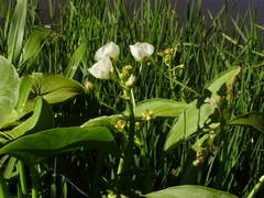 Sagittaria montevidensis