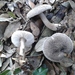 Tricholoma atrosquamosum squarrulosum - Photo (c) Andrea Grossi, some rights reserved (CC BY-NC), uploaded by Andrea Grossi