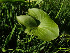 Sagittaria montevidensis