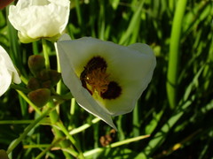 Sagittaria montevidensis