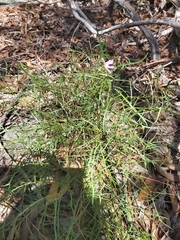 Lithotoma anethifolia