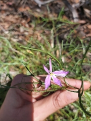 Lithotoma anethifolia