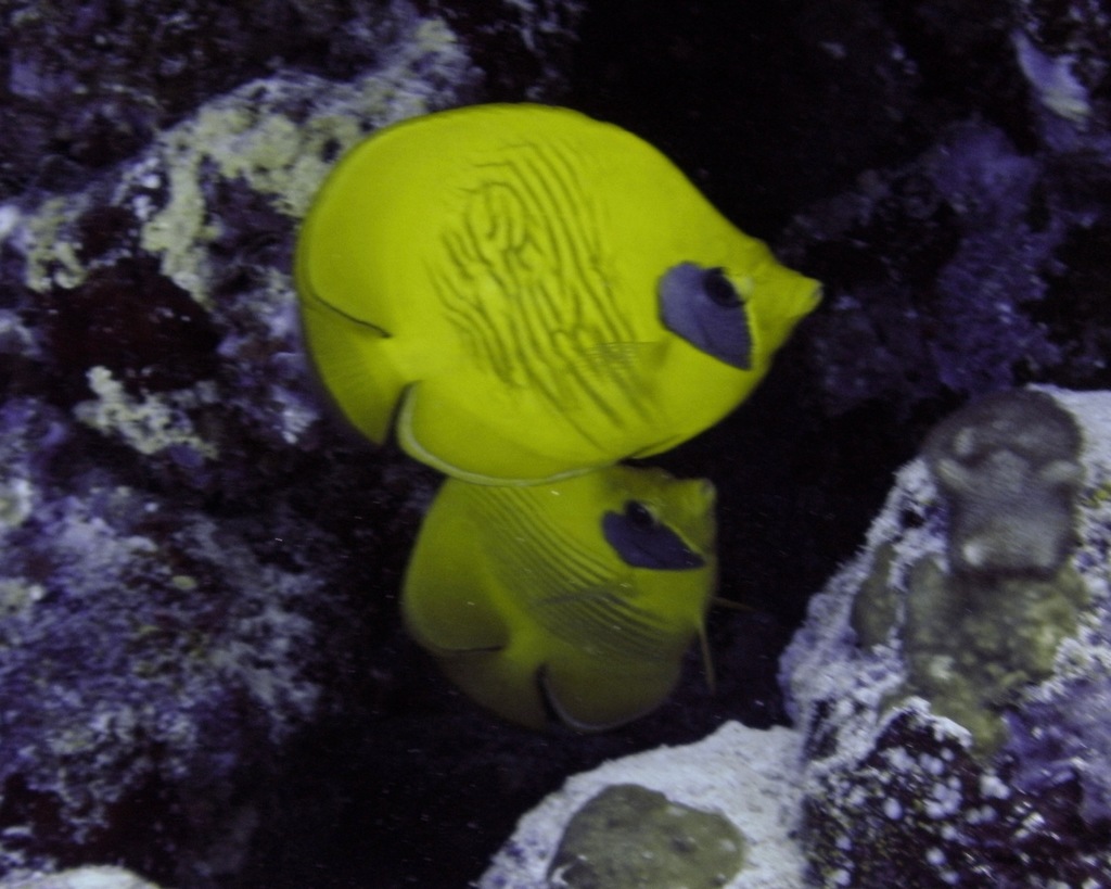 Photo of Bluecheek butterflyfish (Chaetodon semilarvatus)