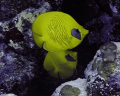 Chaetodon semilarvatus