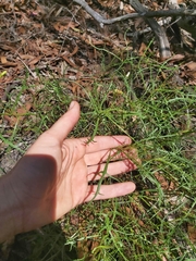 Lithotoma anethifolia