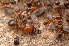 Pheidole fallax