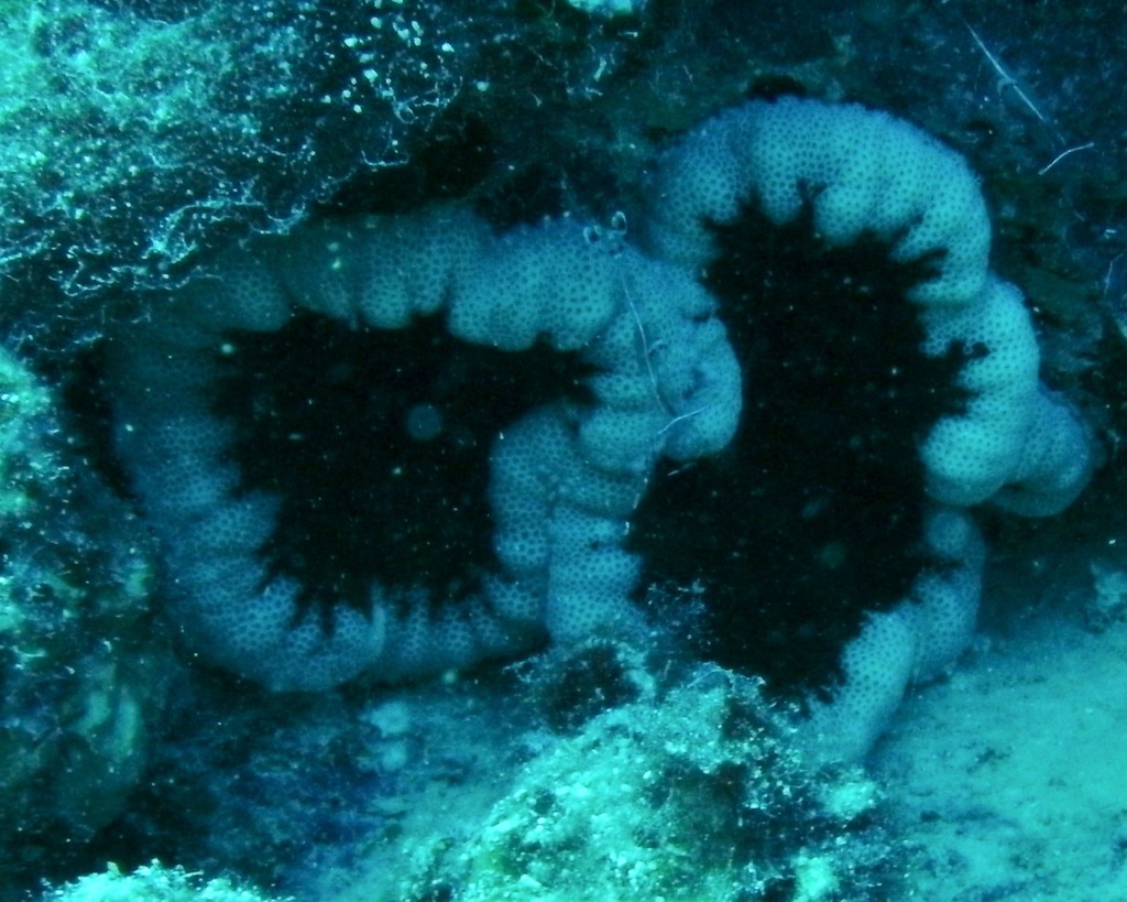 Adhesive sea anemone