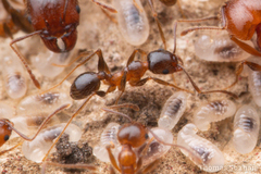 Pheidole fallax