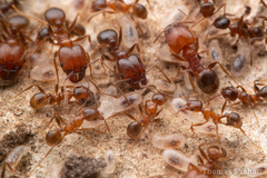 Pheidole fallax