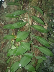 Pothos