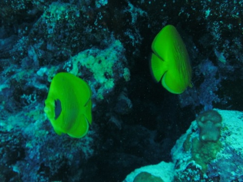 Photo of Bluecheek butterflyfish (Chaetodon semilarvatus)