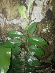 Pothos