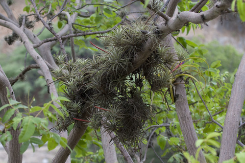Tillandsia espinosae, photograph 2