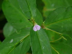 Impatiens minor