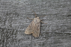 Orbona fragariae