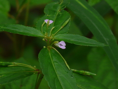 Impatiens minor