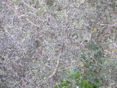 Coprosma propinqua