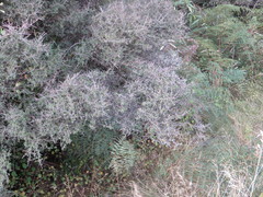 Coprosma propinqua