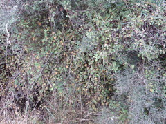 Fuchsia perscandens