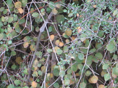 Fuchsia perscandens