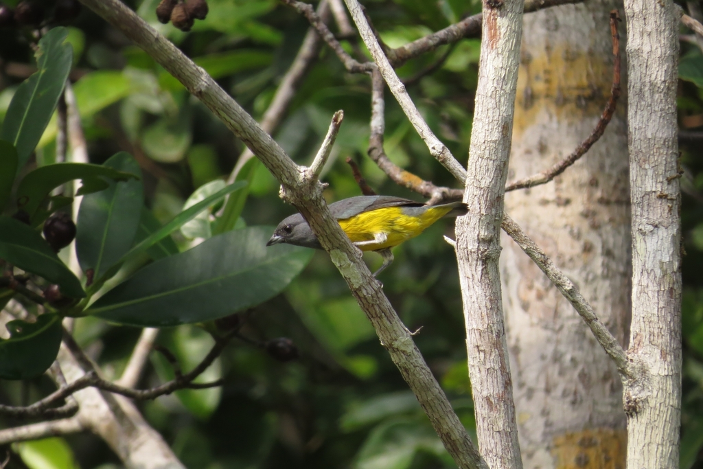 Plumbeous Euphonia
