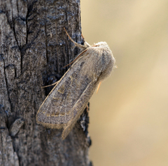 Orthosia ariuna