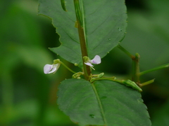 Impatiens minor