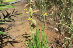Xyris difformis