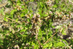 Lippia palmeri