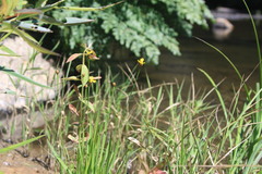 Xyris difformis