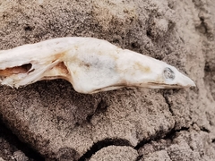 Bascanichthys bascanium
