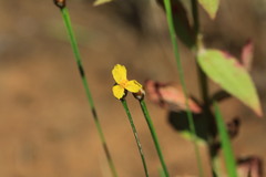 Xyris difformis
