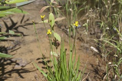 Xyris difformis