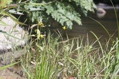 Xyris difformis