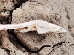 Bascanichthys bascanium