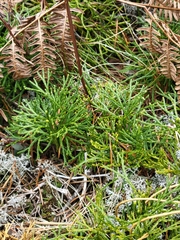 Diphasiastrum complanatum