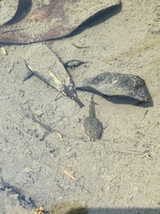 Limnonectes fujianensis