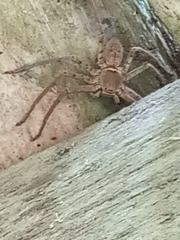 Heteropoda venatoria