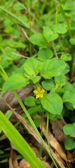 Lysimachia japonica