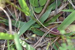 Dichanthelium sphaerocarpon