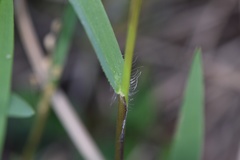 Dichanthelium sphaerocarpon