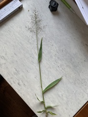 Dichanthelium sphaerocarpon