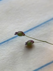 Dichanthelium sphaerocarpon